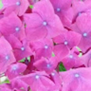 Meet your Posher, Deb